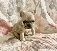 Tiny, a female French Bulldog for sale in Milton, IA – Photo 2 of 6