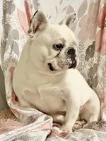 Tiny, a female French Bulldog for sale in Milton, IA – Photo 5 of 6