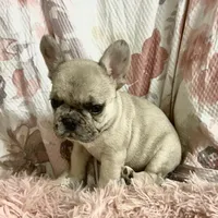 Tiny, a female French Bulldog for sale in Milton, IA – Photo 2 of 7