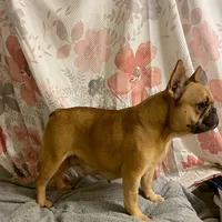 Tiny, a female French Bulldog for sale in Milton, IA – Photo 5 of 7