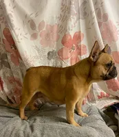 Tiny, a female French Bulldog for sale in Milton, IA – Photo 4 of 6