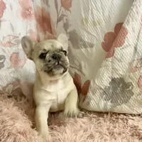 Tiny, a female French Bulldog for sale in Milton, IA – Photo 1 of 7