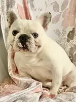 Tiny, a female French Bulldog for sale in Milton, IA – Photo 6 of 6