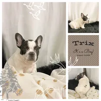Trix, a male French Bulldog for sale in Milton, IA – Photo 1 of 5
