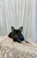 Trix, a male French Bulldog for sale in Milton, IA – Photo 4 of 5