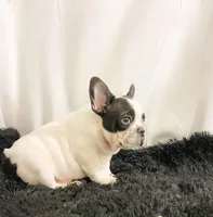 Trix, a male French Bulldog for sale in Milton, IA – Photo 2 of 5