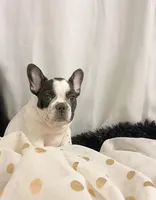 Trix, a male French Bulldog for sale in Milton, IA – Photo 3 of 5