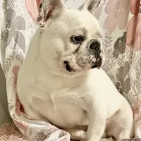 Denim, a male French Bulldog for sale in Milton, IA – Photo 2 of 2