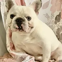 Denim, a male French Bulldog for sale in Milton, IA – Photo 1 of 2