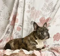 Chance, a male French Bulldog for sale in Milton, IA – Photo 1 of 2