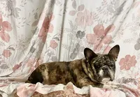 Chance, a male French Bulldog for sale in Milton, IA – Photo 2 of 2