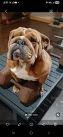 Sriracha , a female English Bulldog for sale in Marietta, OK – 3 of 5