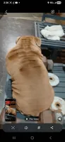 Sriracha , a female English Bulldog for sale in Marietta, OK – 5 of 5