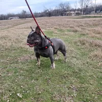 MoonlilacTan, a female French Bulldog for sale in Marietta, OK – Photo 3 of 6