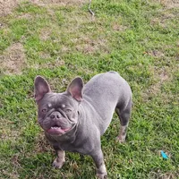 MoonlilacTan, a female French Bulldog for sale in Marietta, OK – Photo 2 of 6