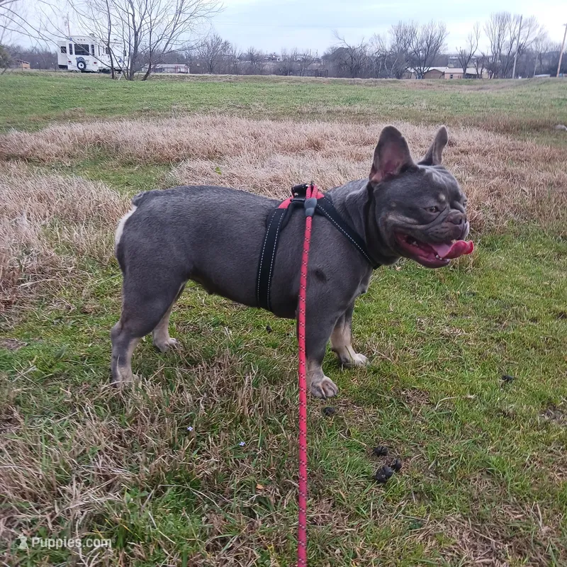 MoonlilacTan – French Bulldog puppy for sale in Marietta, OK