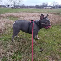 MoonlilacTan, a female French Bulldog for sale in Marietta, OK – Photo 5 of 6