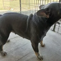 MoonlilacTan, a female French Bulldog for sale in Marietta, OK – Photo 6 of 6