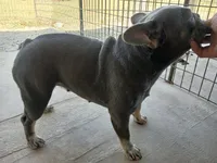 MoonlilacTan, a female French Bulldog for sale in Marietta, OK – Photo 2 of 6