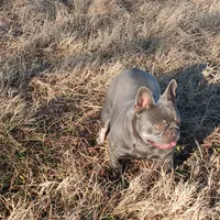 MoonlilacTan, a female French Bulldog for sale in Marietta, OK – Photo 1 of 6