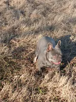 MoonlilacTan, a female French Bulldog for sale in Marietta, OK – Photo 1 of 6