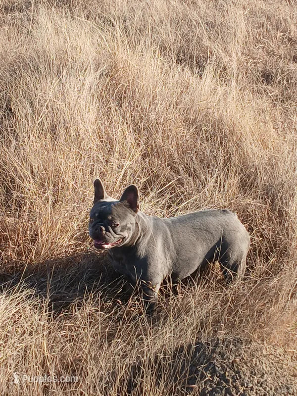 MoonlilacTan – French Bulldog puppy for sale in Marietta, OK