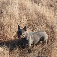 MoonlilacTan, a female French Bulldog for sale in Marietta, OK – Photo 4 of 6