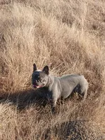 MoonlilacTan, a female French Bulldog for sale in Marietta, OK – Photo 6 of 6