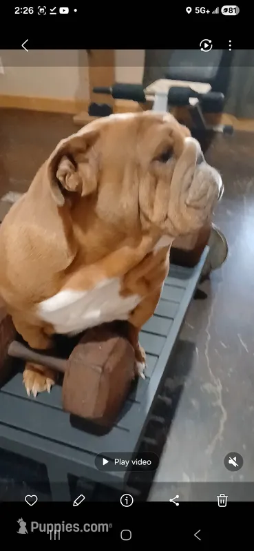 Sriracha  – English Bulldog puppy for sale in Marietta, OK