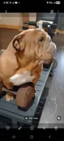 Sriracha , a female English Bulldog for sale in Marietta, OK – 4 of 5