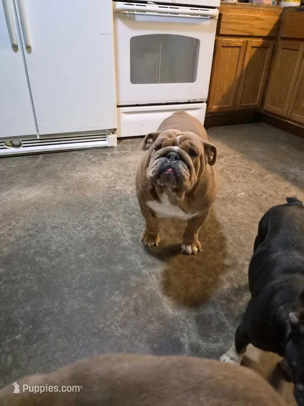 Sriracha  – English Bulldog puppy for sale in Marietta, OK
