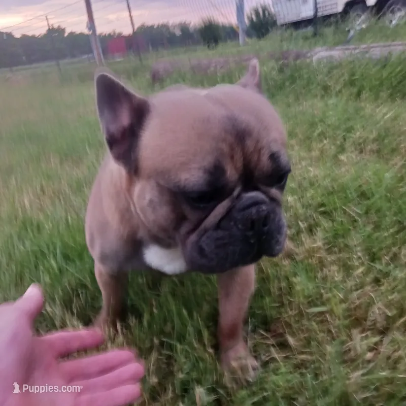BluSableFluffCarrier💙u – French Bulldog puppy for sale in Marietta, OK