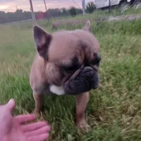 BluSableFluffCarrier💙u, a male French Bulldog for sale in Marietta, OK – Photo 8 of 10