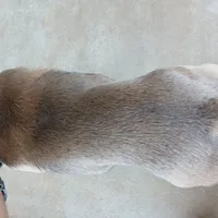 BluSableFluffCarrier💙u, a male French Bulldog for sale in Marietta, OK – Photo 4 of 10