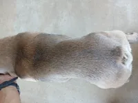 BluSableFluffCarrier💙u, a male French Bulldog for sale in Marietta, OK – Photo 3 of 10