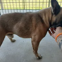 BluSableFluffCarrier💙u, a male French Bulldog for sale in Marietta, OK – Photo 7 of 10