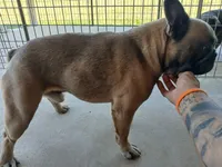 BluSableFluffCarrier💙u, a male French Bulldog for sale in Marietta, OK – Photo 8 of 10