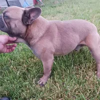 BluSableFluffCarrier💙u, a male French Bulldog for sale in Marietta, OK – Photo 2 of 10