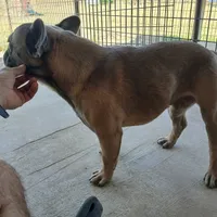 BluSableFluffCarrier💙u, a male French Bulldog for sale in Marietta, OK – Photo 3 of 10