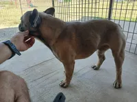 BluSableFluffCarrier💙u, a male French Bulldog for sale in Marietta, OK – Photo 4 of 10