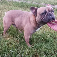 BluSableFluffCarrier💙u, a male French Bulldog for sale in Marietta, OK – Photo 1 of 10