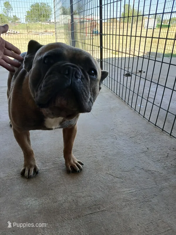 BluSableFluffCarrier💙u – French Bulldog puppy for sale in Marietta, OK