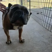 BluSableFluffCarrier💙u, a male French Bulldog for sale in Marietta, OK – Photo 5 of 10