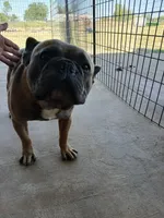 BluSableFluffCarrier💙u, a male French Bulldog for sale in Marietta, OK – Photo 5 of 10