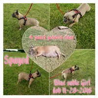 BluSableFluffCarrier💙u, a male French Bulldog for sale in Marietta, OK – Photo 9 of 10