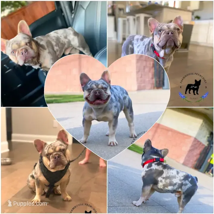 BluSableFluffCarrier💙u – French Bulldog puppy for sale in Marietta, OK