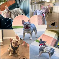 BluSableFluffCarrier💙u, a male French Bulldog for sale in Marietta, OK – Photo 10 of 10