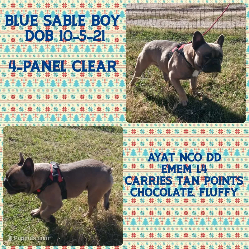 BluSableFluffCarrier💙u – French Bulldog puppy for sale in Marietta, OK