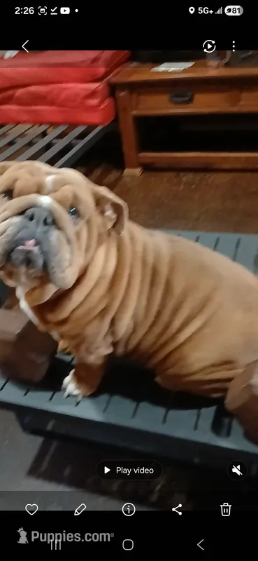 Sriracha  – English Bulldog puppy for sale in Marietta, OK
