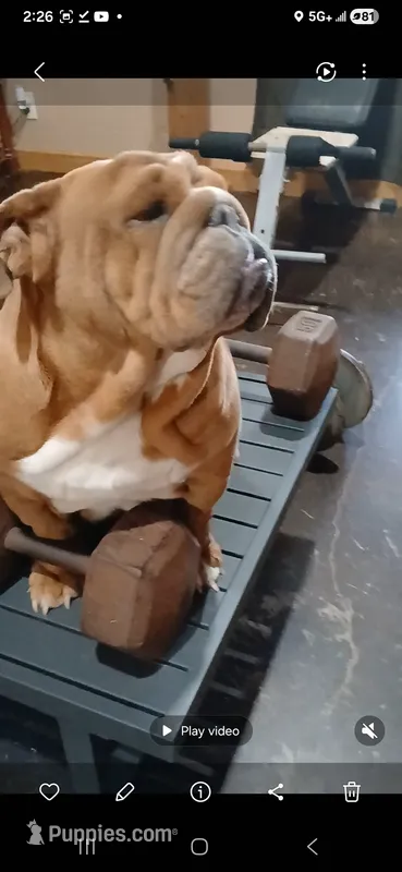 Sriracha  – English Bulldog puppy for sale in Marietta, OK